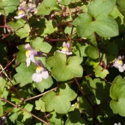 FuturePlanter Zimbelkraut (Cymbalaria Muralis) Alle Pflanzen Im Shop