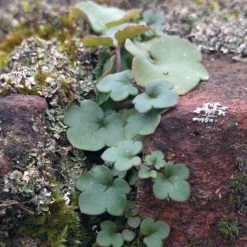 FuturePlanter Zimbelkraut (Cymbalaria Muralis) Alle Pflanzen Im Shop