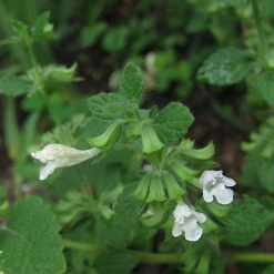 FuturePlanter Zitronen-Melisse (Melissa Officinalis) Alle Pflanzen Im Shop