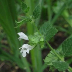 FuturePlanter Zitronen-Melisse (Melissa Officinalis) Alle Pflanzen Im Shop