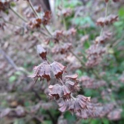 FuturePlanter Zitronen-Melisse (Melissa Officinalis) Alle Pflanzen Im Shop