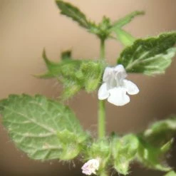 FuturePlanter Zitronen-Melisse (Melissa Officinalis) Alle Pflanzen Im Shop
