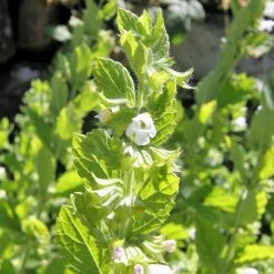 FuturePlanter Zitronen-Melisse (Melissa Officinalis) Alle Pflanzen Im Shop