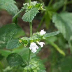 FuturePlanter Zitronen-Melisse (Melissa Officinalis) Alle Pflanzen Im Shop