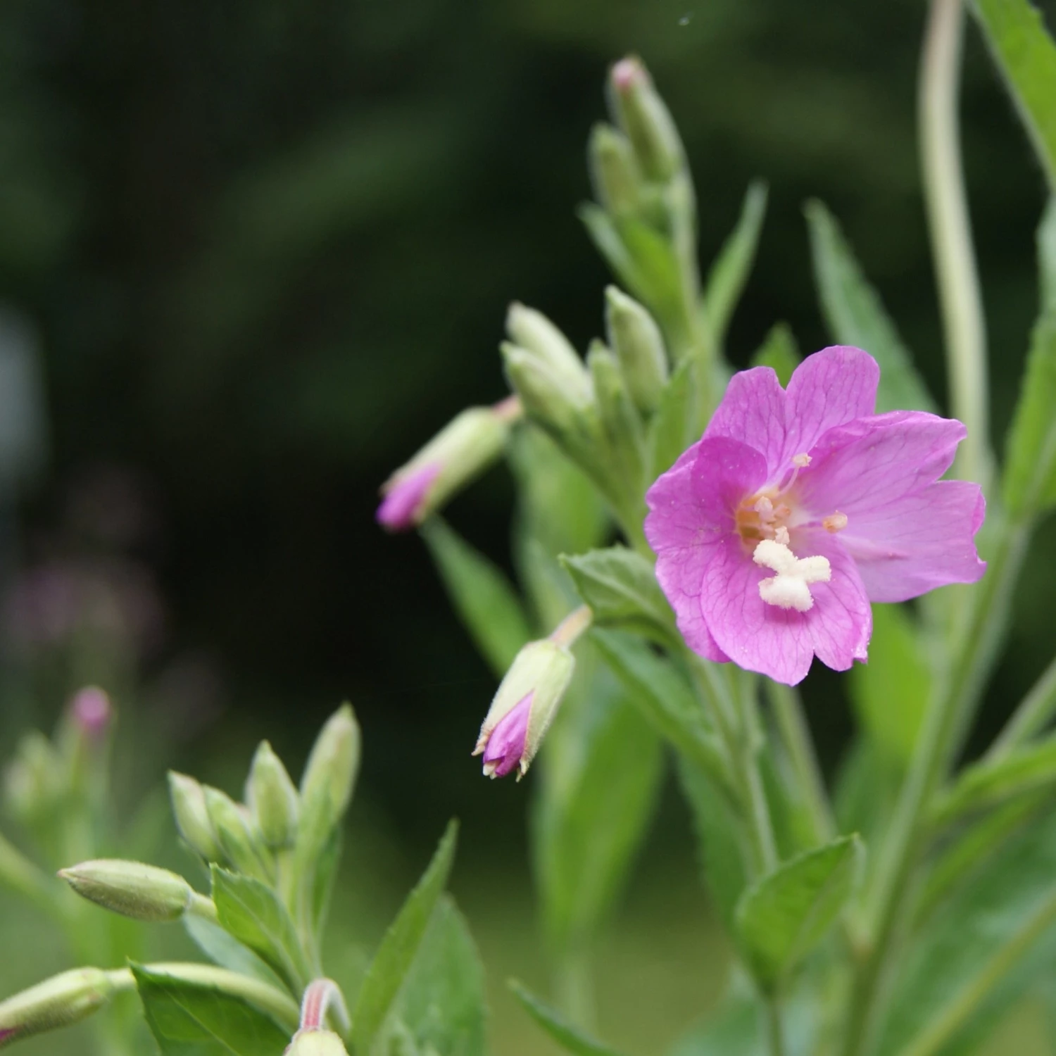 FuturePlanter Zottiges Weidenröschen (Epilobium Hirsutum) 4 FuturePlanter Zottiges Weidenröschen (Epilobium Hirsutum)