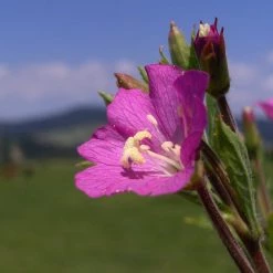 FuturePlanter Zottiges Weidenröschen (Epilobium Hirsutum) 14 FuturePlanter Zottiges Weidenröschen (Epilobium Hirsutum)