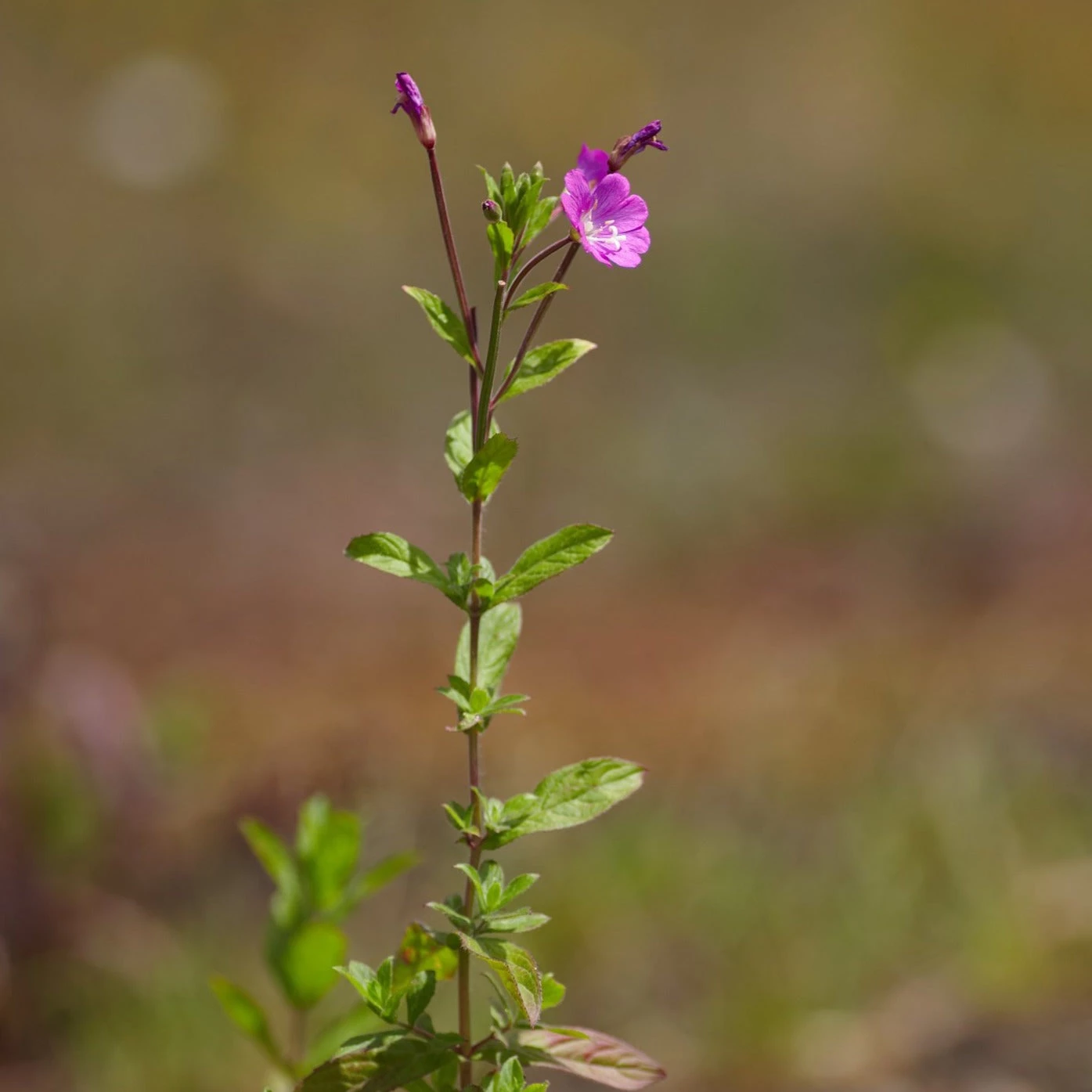 FuturePlanter Zottiges Weidenröschen (Epilobium Hirsutum) 5 FuturePlanter Zottiges Weidenröschen (Epilobium Hirsutum)