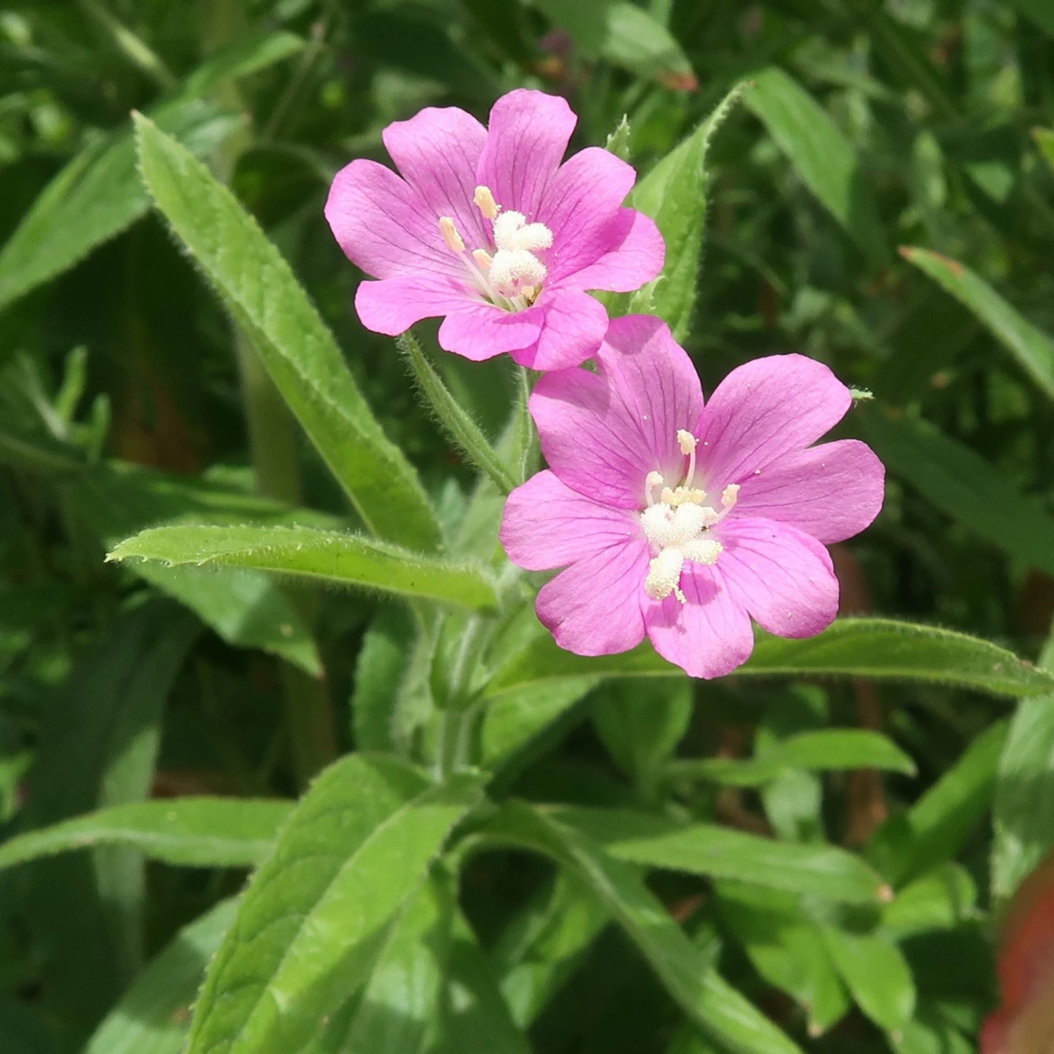 FuturePlanter Zottiges Weidenröschen (Epilobium Hirsutum) 3 FuturePlanter Zottiges Weidenröschen (Epilobium Hirsutum)