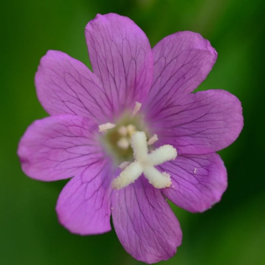 FuturePlanter Zottiges Weidenröschen (Epilobium Hirsutum) 1 FuturePlanter Zottiges Weidenröschen (Epilobium Hirsutum)