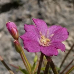 FuturePlanter Zottiges Weidenröschen (Epilobium Hirsutum) 15 FuturePlanter Zottiges Weidenröschen (Epilobium Hirsutum)