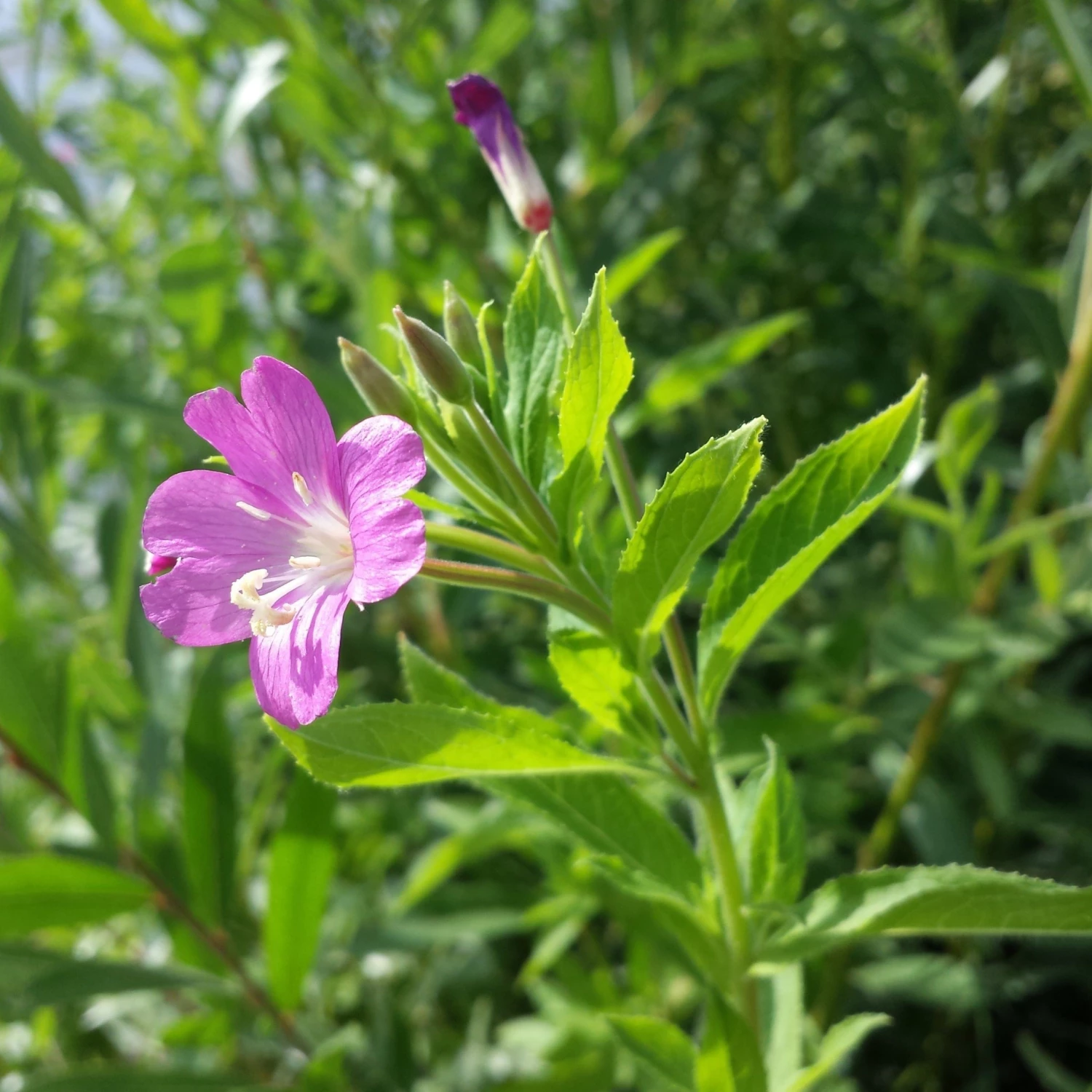 FuturePlanter Zottiges Weidenröschen (Epilobium Hirsutum) 2 FuturePlanter Zottiges Weidenröschen (Epilobium Hirsutum)