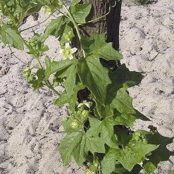 FuturePlanter Zweihäusige Zaunrübe (Bryonia Dioica) Alle Pflanzen Im Shop