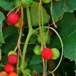 FuturePlanter Zweihäusige Zaunrübe (Bryonia Dioica) Alle Pflanzen Im Shop