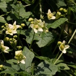 FuturePlanter Zweihäusige Zaunrübe (Bryonia Dioica) Alle Pflanzen Im Shop