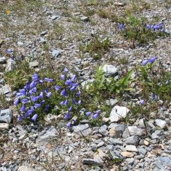 FuturePlanter Zwerg-Glockenblume (Campanula Cochleariifolia)