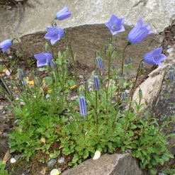 FuturePlanter Zwerg-Glockenblume (Campanula Cochleariifolia)