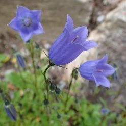 FuturePlanter Zwerg-Glockenblume (Campanula Cochleariifolia)