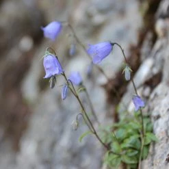 FuturePlanter Zwerg-Glockenblume (Campanula Cochleariifolia)