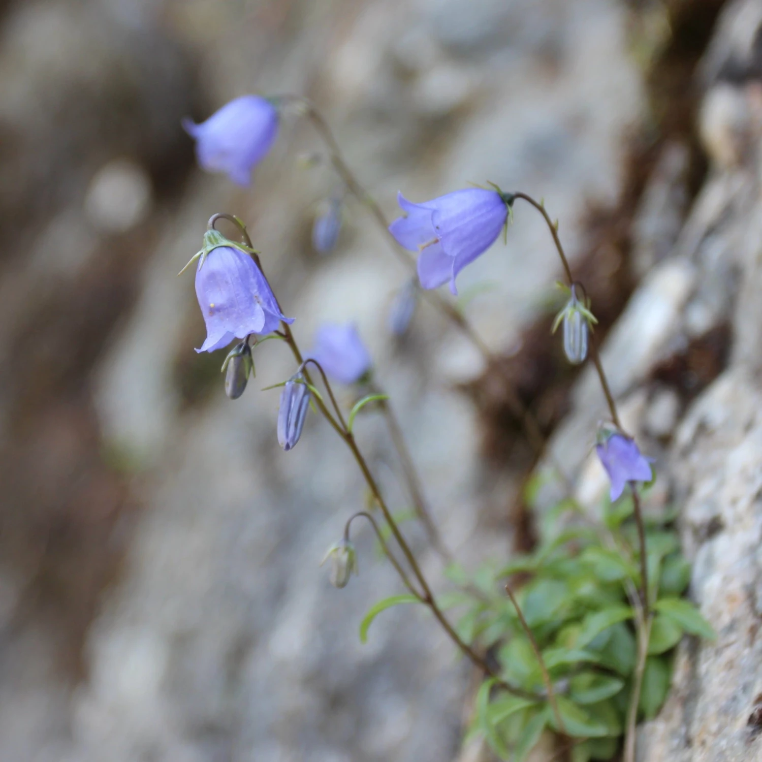FuturePlanter Zwerg-Glockenblume (Campanula Cochleariifolia)