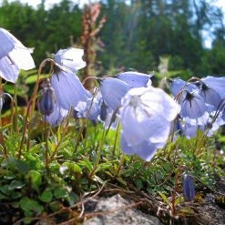 FuturePlanter Zwerg-Glockenblume (Campanula Cochleariifolia)