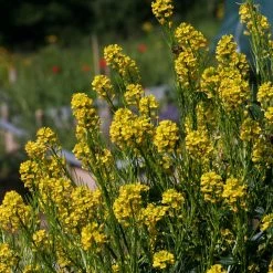 FuturePlanter Barbarakraut (Barbarea Vulgaris)