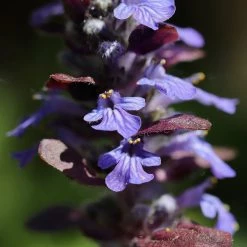 FuturePlanter Kriechender Günsel (Ajuga Reptans)
