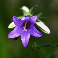 FuturePlanter Nesselblättrige Glockenblume (Campanula Trachelium) Alle Pflanzen Im Shop 11 FuturePlanter Nesselblättrige Glockenblume (Campanula Trachelium) Alle Pflanzen Im Shop
