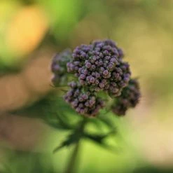 FuturePlanter Echter Baldrian (Valeriana Officinalis) Alle Pflanzen Im Shop 15 FuturePlanter Echter Baldrian (Valeriana Officinalis) Alle Pflanzen Im Shop