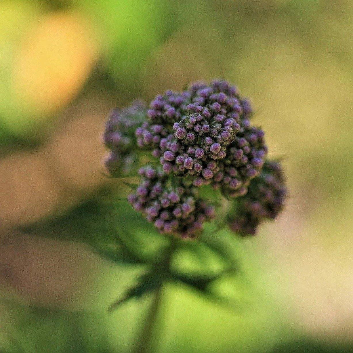 FuturePlanter Echter Baldrian (Valeriana Officinalis) Alle Pflanzen Im Shop 8 FuturePlanter Echter Baldrian (Valeriana Officinalis) Alle Pflanzen Im Shop