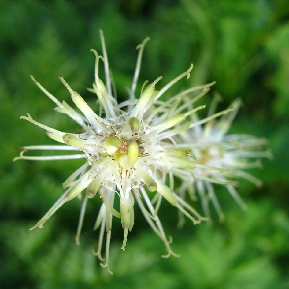 FuturePlanter Verkäufe 2022 -FuturePlanter Verkäufe AhrigeRapunzel Phyteumaspicatum WikipediaAndrewBossi