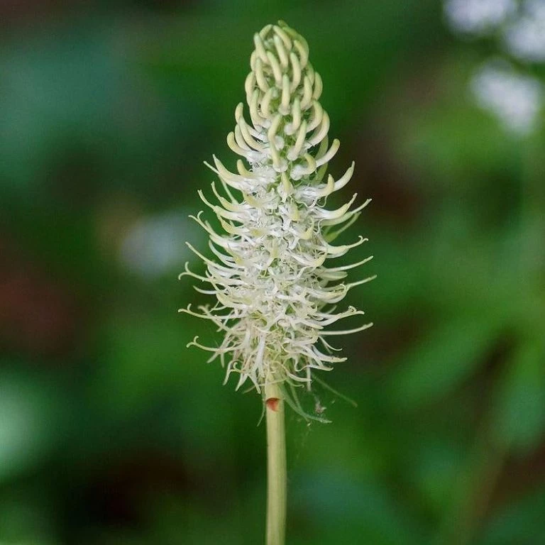 FuturePlanter Verkäufe 2022 -FuturePlanter Verkäufe AhrigeRapunzel Phyteumaspicatum WikipediaStefanDidam 768x768 1