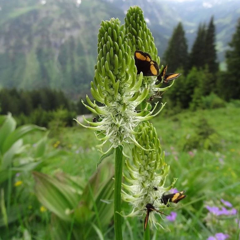FuturePlanter Verkäufe 2022 -FuturePlanter Verkäufe AhrigeRapunzel Phyteumaspicatum WikipediaUdoSchmidt 768x768 1