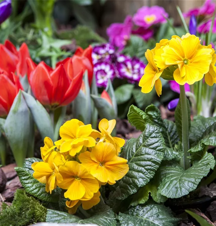 FuturePlanter Verkäufe 2022 -FuturePlanter Verkäufe Primula vulgaris 718x750 proportionalsmallest