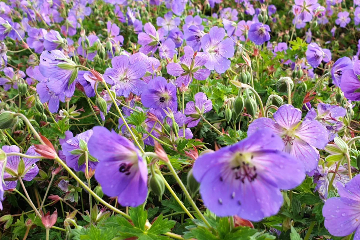 FuturePlanter Verkäufe 2022 -FuturePlanter Verkäufe geranium wallichianum rozanne volle bluete