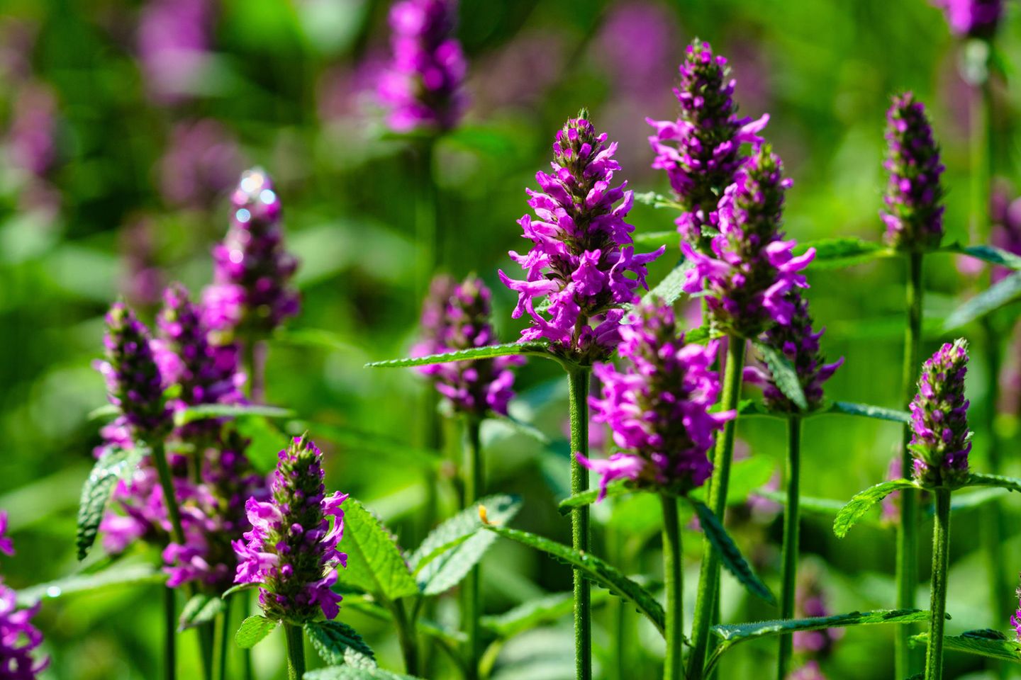 FuturePlanter Verkäufe 2022 -FuturePlanter Verkäufe ziest adobestock 361464923